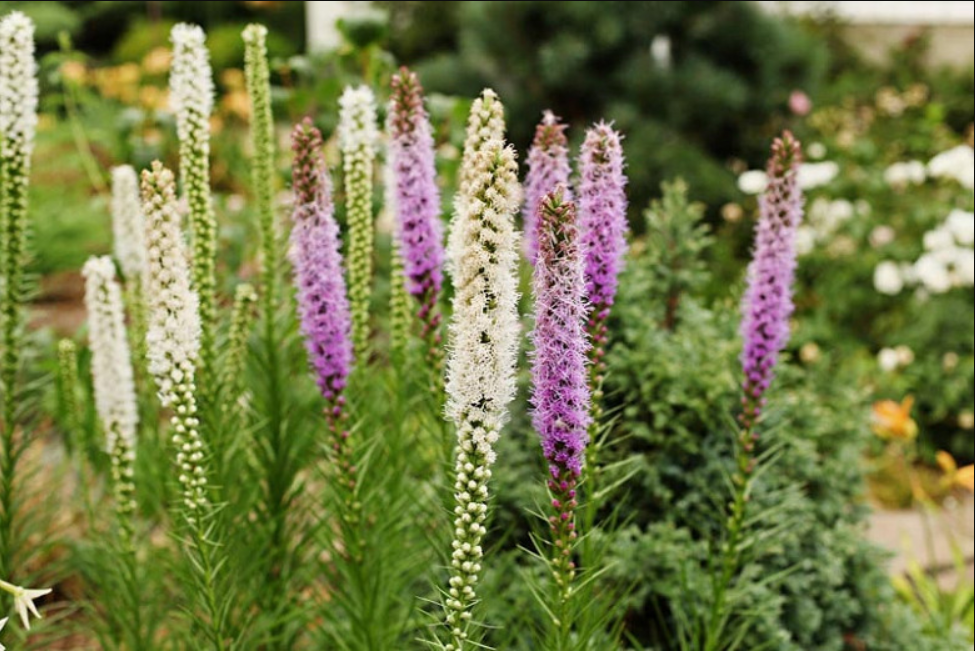 리아트리스 보라