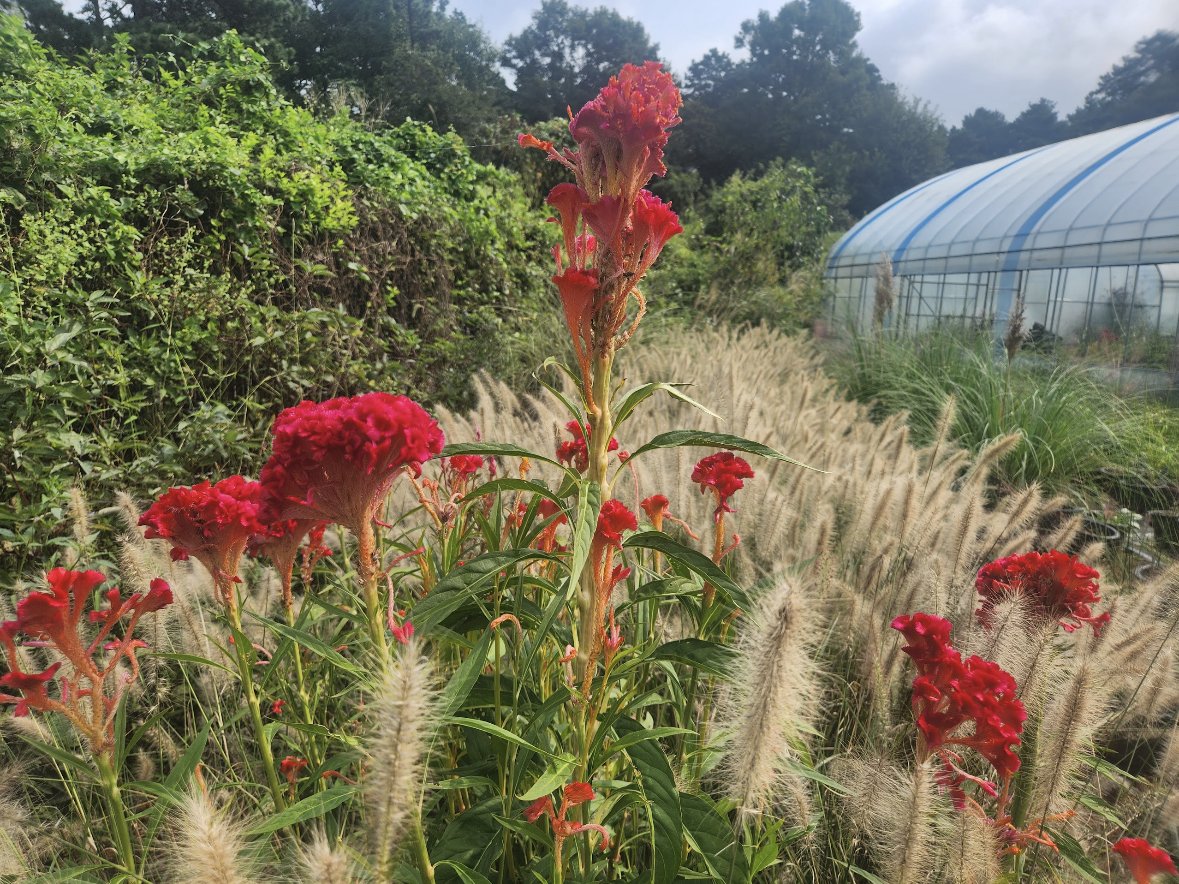 자이언트맨드라미